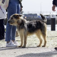 Cãominhada solidária pela adoção e bem-estar animal